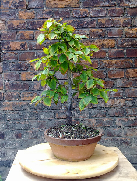 Erstgestaltung einer Hainbuche (Carpinus betulus) zum Bonsai - Teil 1 -  Bonsai-Pflege und Gestaltung als Hobby