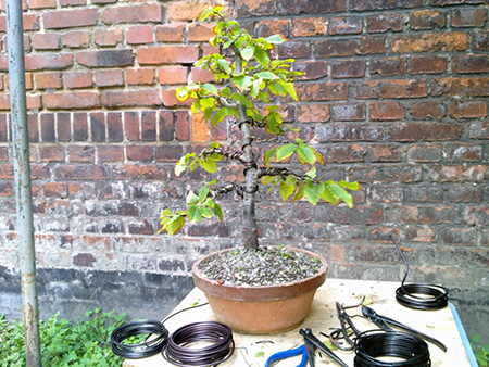 Erstgestaltung einer Hainbuche (Carpinus betulus) zum Bonsai - Teil 3 -  Bonsai-Pflege und Gestaltung als Hobby