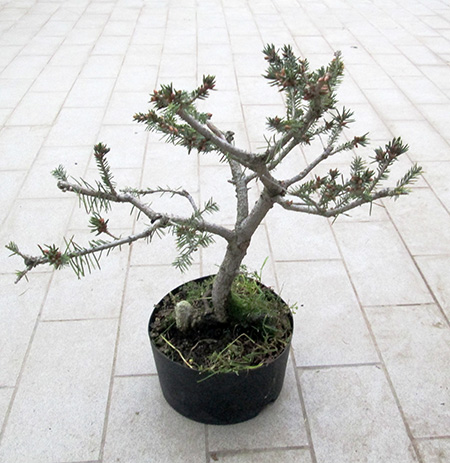 bonsai anzuchterde Bonsai Anzuchtset kaufen ➤ Handmade & Plastikfrei main image 1