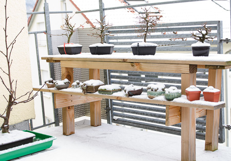 Ein Bonsairegal im Schnee - Bonsai-Pflege und Gestaltung als Hobby