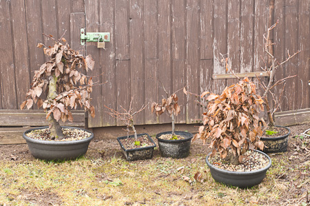 Winterpflege an meiner Hainbuche mit Doppelstamm - Bonsai-Pflege und  Gestaltung als Hobby