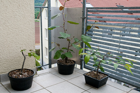 SAMEN Balkonpflanzen Winter-Garten Samen Bonsai Zimmer-Pflanzen