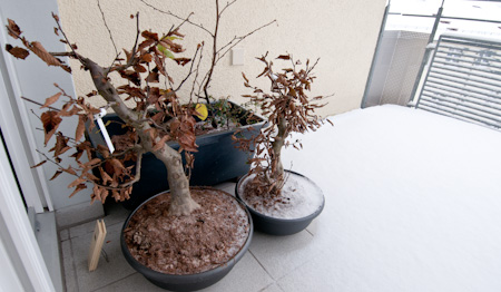 chinese fig bonsai Ficus Rubiginosa (Port Jackson Fig) Bonsai #06 – B for Bonsai main image 0