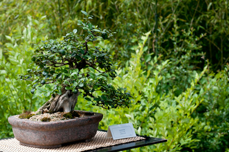 Liguster (Ligustrum vulgare) als Bonsai - Bonsai-Pflege und Gestaltung als  Hobby