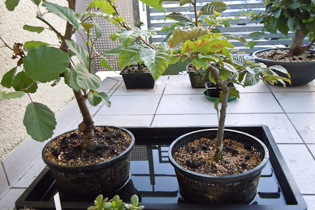 Hitzerekord auf dem Balkon - 52,9 Grad Celsius - Bonsai-Pflege und  Gestaltung als Hobby