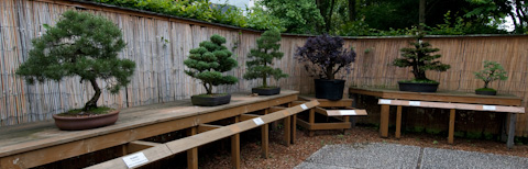 Die 5 Grundstilarten der Bonsaigestaltung - Bonsai-Pflege und Gestaltung  als Hobby