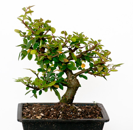 efeutute ähnliche pflanzen Epipremnum Aureum (Efeutute) kaufen? | Hängepflanze main image 1