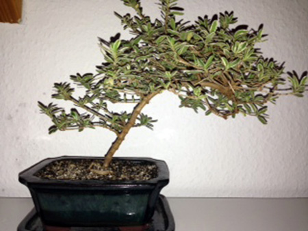 Coprosma x kirkii Coprosma x kirkii