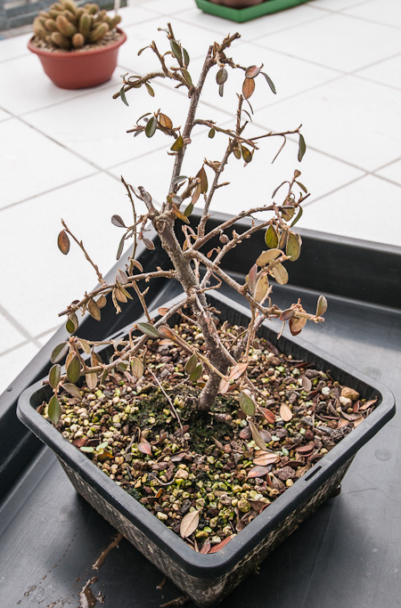 Cotoneaster wurde umgetopft und krftig zurck geschnitten - Bonsai-Pflege  und Gestaltung als Hobby