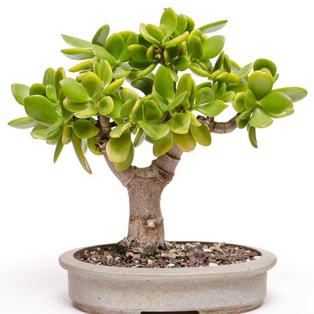 Bonsai-Pflege und Baum-Gestaltung als Hobby  crassula ovata