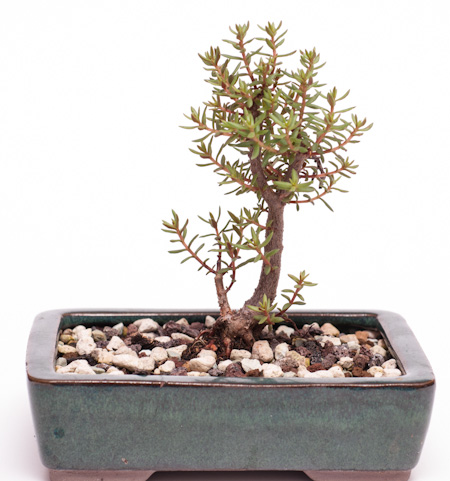 jade bonsai forest Dwarf Jade Bonsai  Low-Maintenance & Pet-Friendly