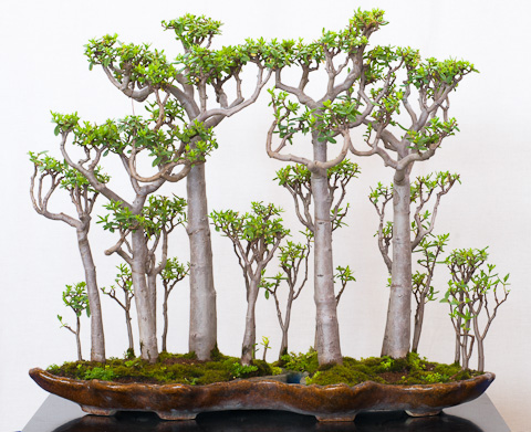 goldcrest bonsai Wilma Monterey Cypress main image 0