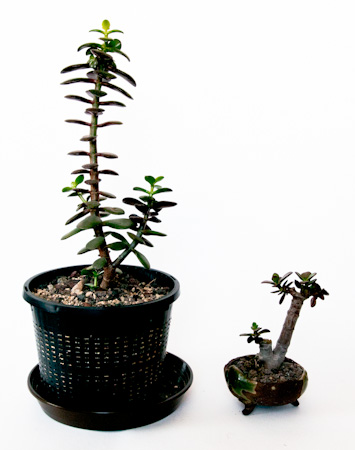 bonsai flower tree Nearly Natural Cherry Blossom Bonsai Silk Tree, Pink main image 1