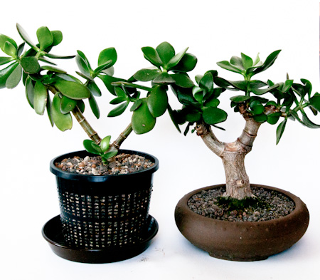 Cuxin DCM 2 x 7 l Aktiv-Erde Bonsai Nährstoffe Bäumchen Wachstum Topfpflanze 