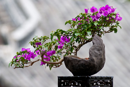 5 Tipps fr Blten-Bonsai - Bonsai-Pflege und Gestaltung als Hobby