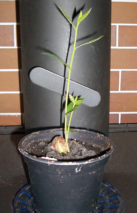 elefantenohr pflanze winterhart Colocasia Esculenta (Elefantenohr oder Taro) – Alkemade bloembollen main image 0