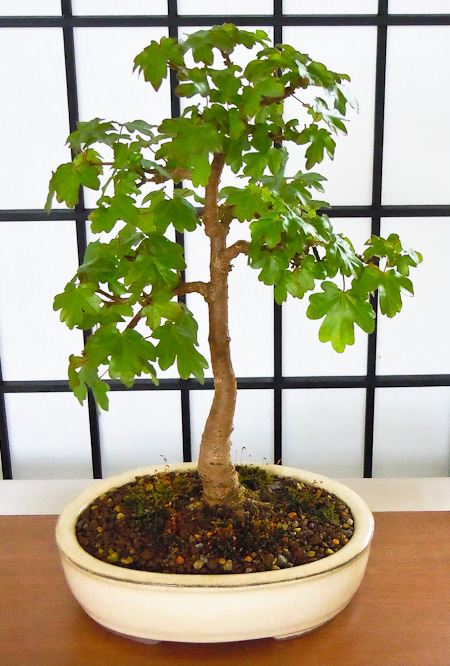 Acer campestre – Feldahorn als Bonsai