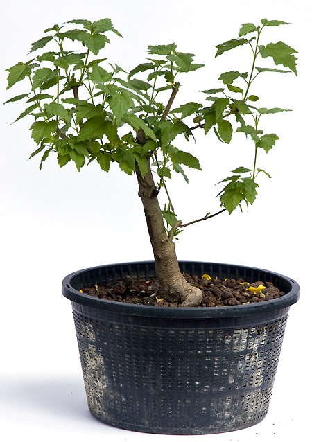 Feuer-Ahorn - Acer ginnala als Bonsai - Bonsai-Pflege und Gestaltung als  Hobby