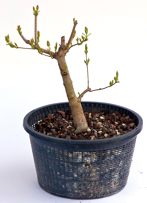 Bonsai im Teichtopf - Bonsai-Pflege und Gestaltung als Hobby