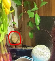 Wie kann dieser Ficus ginseng nach Blattverlust gerettet werden? - Bonsai-Pflege  und Gestaltung als Hobby