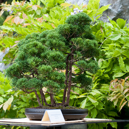 bonsai untersetzer rechteckig keramik Bonsai Untersetzer blau rechteckig 23cm – Bonsai Shop main image 1