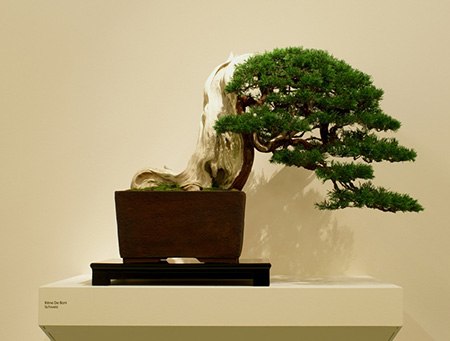 bonsai obstbaum Bonsai Special | OKC Survivor Tree