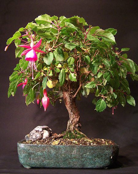 Die Funktionen einer Bonsaischale - Bonsai-Pflege und Gestaltung als Hobby