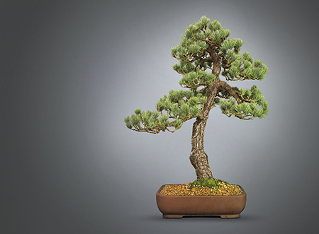 Pinus parviflora - Mdchenkiefer als Bonsai - Bonsai-Pflege und Gestaltung  als Hobby