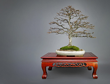 Die zehn besten OutdoorBonsai für Einsteiger!