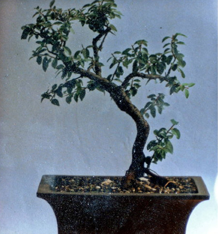 garten bonsai hainbuche Carpinus main image 0