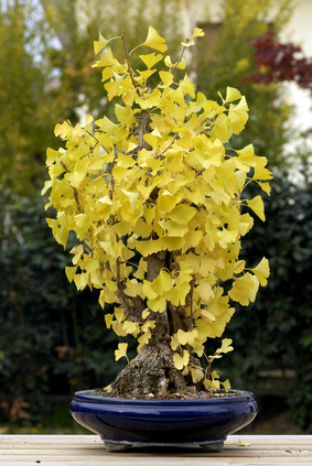 Gingko biloba - Fcherblattbaum als Bonsai - Bonsai-Pflege und Gestaltung  als Hobby