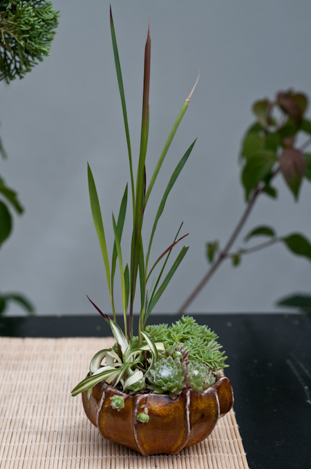 Definition Kusamono – Grasbonsai