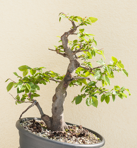 Weitere Arbeiten an der Hainbuche mit Doppelstamm - Bonsai-Pflege und  Gestaltung als Hobby