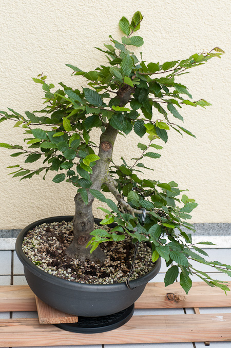 Hainbuche zur Halbkaskade gestalten und einen dicken Ast in die gewnschte  Richtung biegen - Bonsai-Pflege und Gestaltung als Hobby