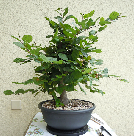 salix caprea bonsai Corkscrew willow Salix matsudana  Lucky Bonsai