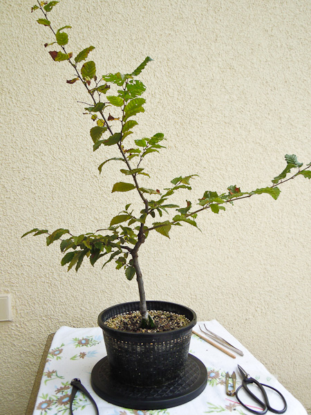 Eine kleine Hainbuche im siebten Jahr - Bonsai-Pflege und Gestaltung als  Hobby