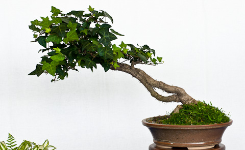 Bonsaigestaltung gelehnte Form - Shakan - Bonsai-Pflege und Gestaltung als  Hobby