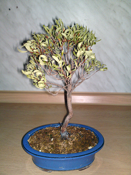 Was kann Ina bei der Bonsai-Winterpflege verbessern?