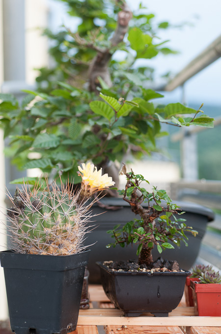 Blhende Kakteen zwischen den Bonsai - Bonsai-Pflege und Gestaltung als  Hobby