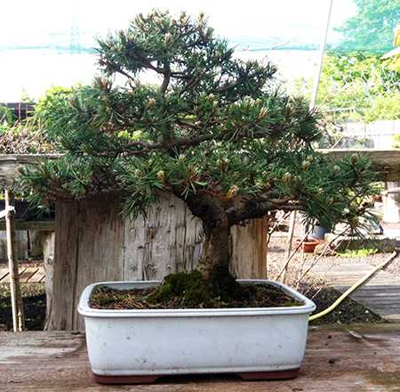 Gestaltungsverfeinerung an einer Bergkiefer (Pinus mugo) - Teil 2 - Bonsai-Pflege  und Gestaltung als Hobby