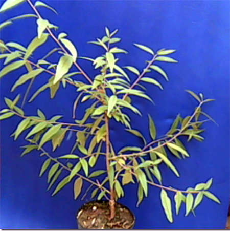 bonsai plants artificial Looking for a large Artificial Bonsai?