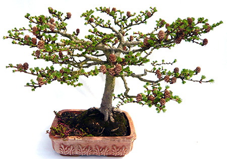 bonsai 2m Araucaria Cunninghamii Bonsai Tree 110 cm – Large Evergreen Hoop Pine Bonsai  – Abana Homes main image 1
