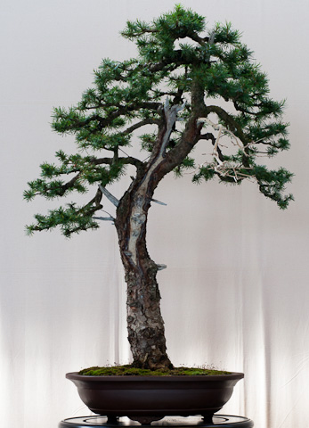 Die zehn besten OutdoorBonsai für Einsteiger!