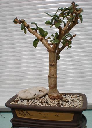chiaogoo bambus set ChiaoGoo SPIN Bamboo 4