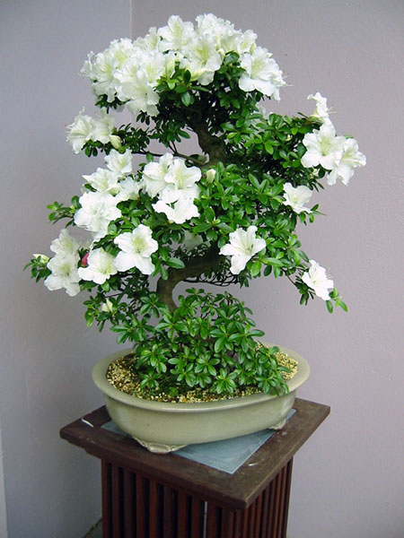Was tun, damit dieser Azaleen-Bonsai wieder schner aussieht? - Bonsai-Pflege  und Gestaltung als Hobby