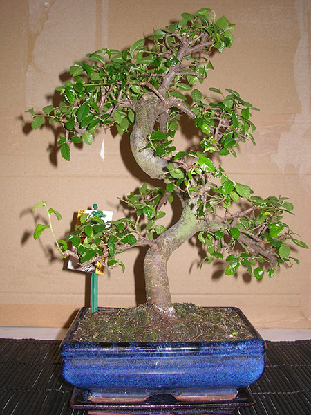 Die Zelkova serrata von Martin Fellner - Bonsai-Pflege und Gestaltung als  Hobby