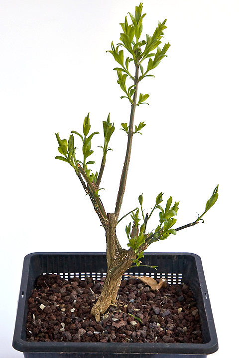 Pfaffenhtchen (Euonymus) im Teichtopf - Bonsai-Pflege und Gestaltung als  Hobby