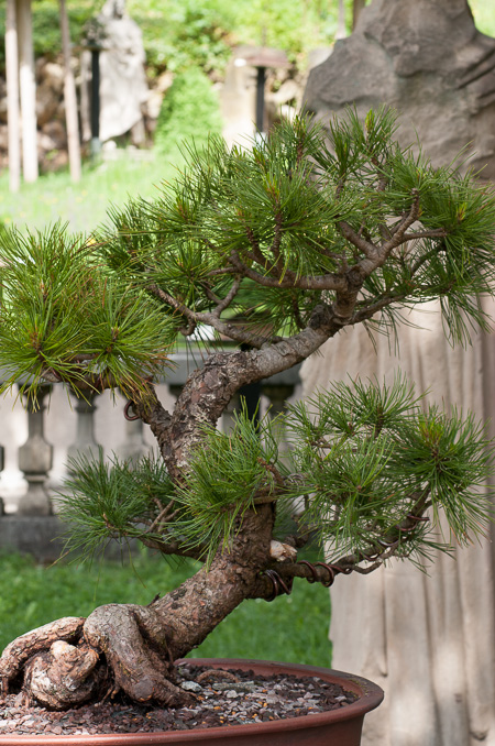 Pinus cembra (Zirbelkiefer) als Bonsai - Bonsai-Pflege und Gestaltung als  Hobby