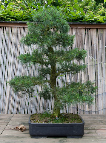 Pinus nigra Schwarzkiefer als Bonsai