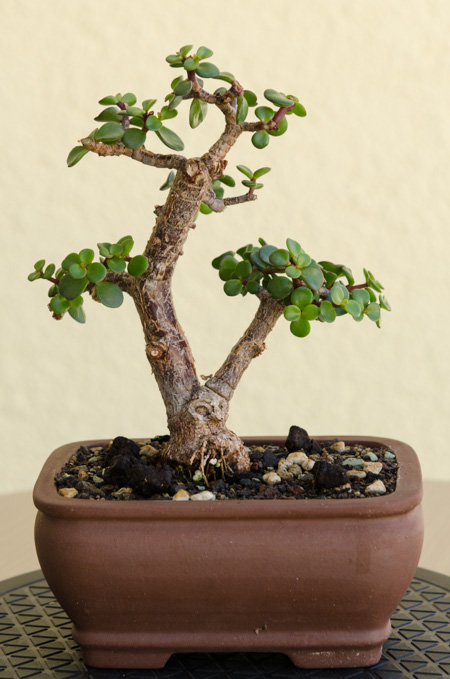 Ein Jadebaum-Bonsai (Portulacaria afra) nach über einem Jahr Gestaltung